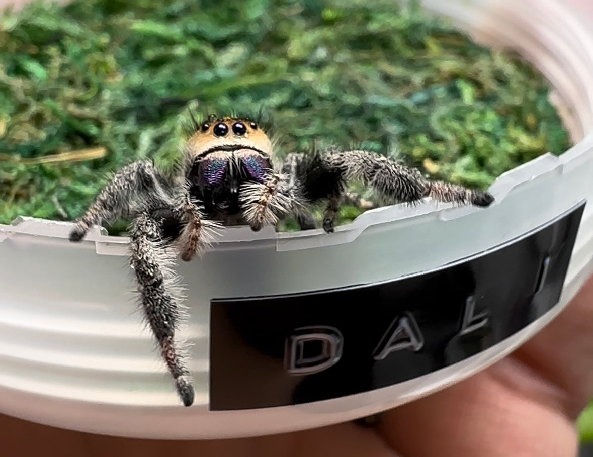 Jumping Spider Care for Phidippus Regius + Phidippus Audax